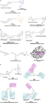 Key Considerations in Targeted Protein Degradation Drug Discovery and Development